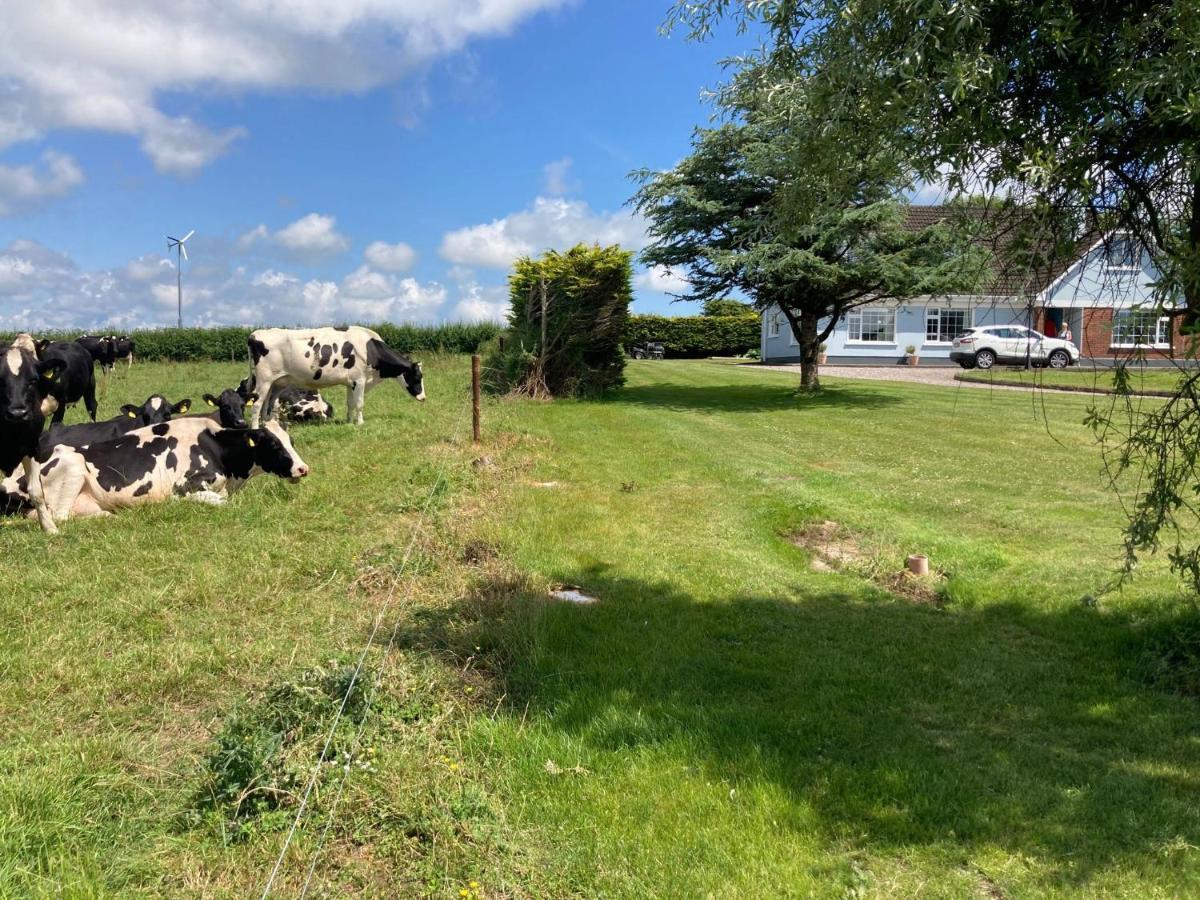 Ard Falcon Cork Bagian luar foto